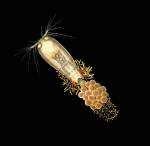 Corycaeus crassiusculus