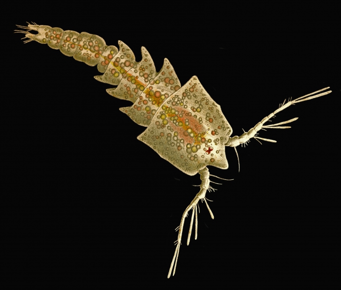 Clytemnestra scutellata Clytemnestra scutellata