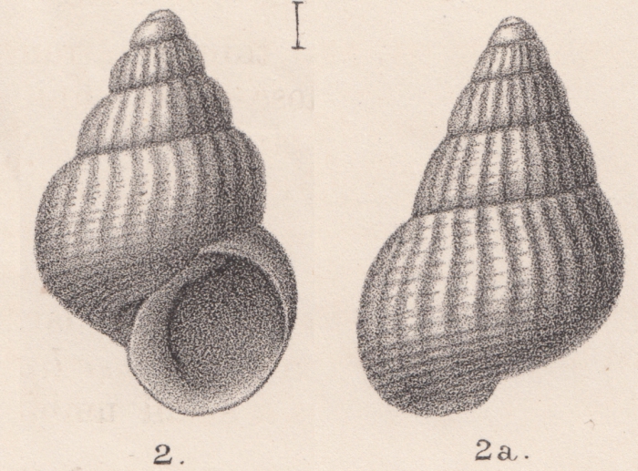 Rissoa subperforata Jeffreys, 1884