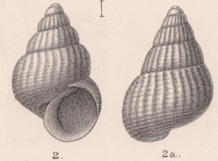 Rissoa subperforata Jeffreys, 1884 Rissoa subperforata Jeffreys, 1884
