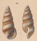 Rissoina hanleyi Schwartz von Mohrenstern, 1860