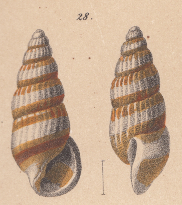 Rissoina hanleyi Schwartz von Mohrenstern, 1860 Rissoina hanleyi Schwartz von Mohrenstern, 1860