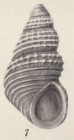 Alvania sanjuanensis Bartsch, 1921