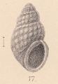 Mollusca (molluscs)