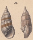 Rissoina myosoroides Schwartz von Mohrenstern, 1860