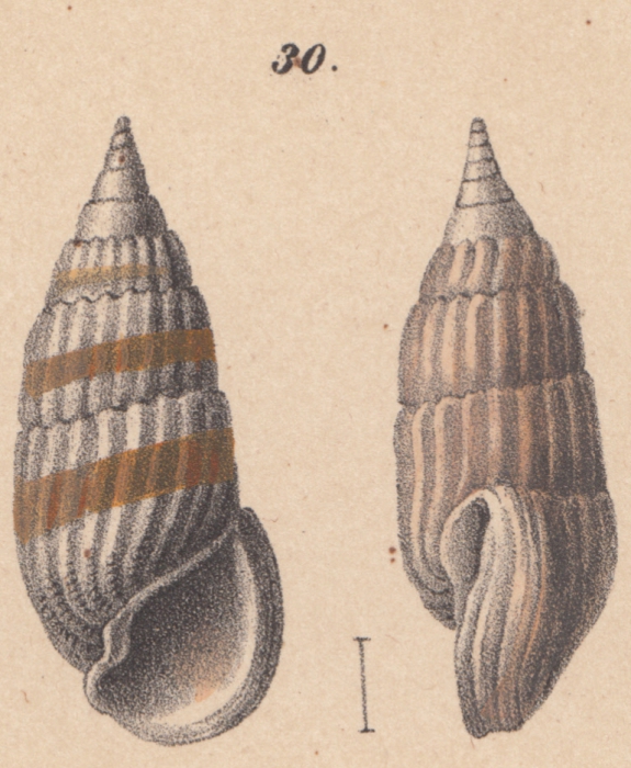 Rissoina myosoroides Schwartz von Mohrenstern, 1860