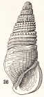 Rissoina efficata Brazier, 1877