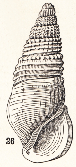 Rissoina efficata Brazier, 1877 Rissoina efficata Brazier, 1877