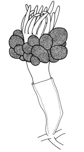 Similiclava nivea from Calder, Choong & McDaniel (2015) Similiclava nivea from Calder, Choong & McDaniel (2015)