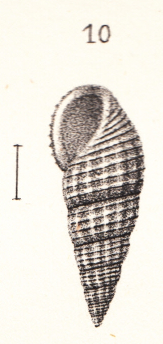Rissoina exasperata Souverbie, 1866 in Souverbie & Montrouzier, 1866 Rissoina exasperata Souverbie, 1866 in Souverbie & Montrouzier, 1866