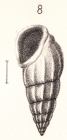Rissoina duclosi Montrouzier in Souverbie & Montrouzier, 1866