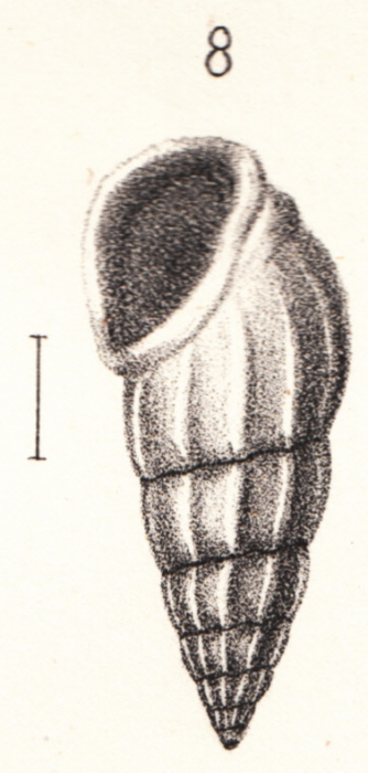 Rissoina duclosi Montrouzier in Souverbie & Montrouzier, 1866 Rissoina duclosi Montrouzier in Souverbie & Montrouzier, 1866