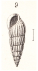 Rissoina spiralis Souverbie in Souverbie & Montrouzier, 1866