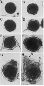 Development of the brooded, direct developing larvae