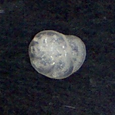 Rosalina bradyi (Cushman,1915) Mallorca,Sa Coma Rosalina bradyi (Cushman,1915) Mallorca,Sa Coma