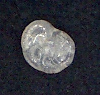 Rosalina bradyi (Cushman,1915), Mallorca,Sa Coma Rosalina bradyi (Cushman,1915), Mallorca,Sa Coma