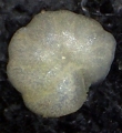 Chromista - Foraminifera (foraminifers)