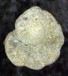 Chromista - Foraminifera (foraminifers)