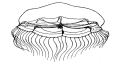 Hydrozoa (hydroids)