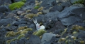 Antarctic Tern on nest_1