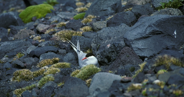 Antarctic Tern on nest_1 Antarctic Tern on nest_1
