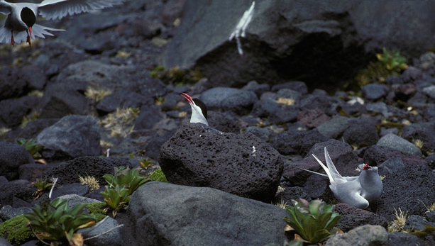Antarctic Terns_1 Antarctic Terns_1