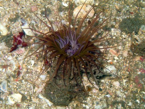 Ceriantheopsis lineata