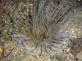 Anthozoa