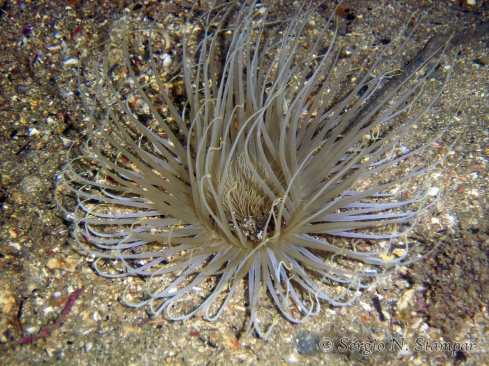 Ceriantheomorphe brasiliensis Ceriantheomorphe brasiliensis