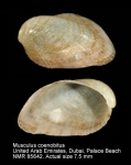 Musculus coenobitus