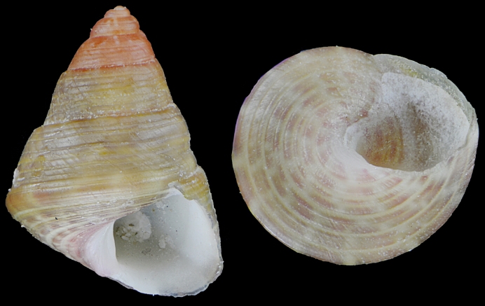 Jujubinus curinii Bogi & Campani, 2006 Jujubinus curinii Bogi & Campani, 2006