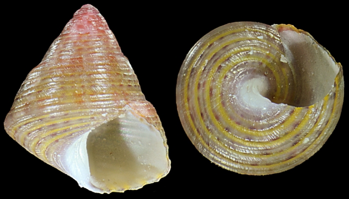 Jujubinus alboranensis Smriglio, Mariottini & Oliverio, 2015 Jujubinus alboranensis Smriglio, Mariottini & Oliverio, 2015
