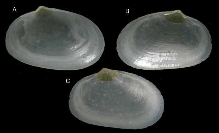 Kurtiella africana Gofas & Salas, 2016Paratypes from Corimba, Angola A: left valve, 2.85 mm; B-C: right valve, 2.50 mm)