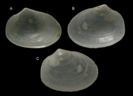 Kurtiella piscatorum Gofas & Salas, 2016 Paratypes from off Mussulo, Angola (A: left valve, 1.40 mm; B-C, right valve, 1.42 mm)