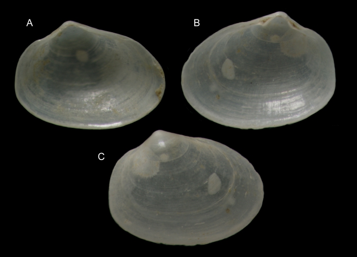 Kurtiella piscatorum Gofas & Salas, 2016 Paratypes from off Mussulo, Angola (A: left valve, 1.40 mm; B-C, right valve, 1.42 mm) Kurtiella piscatorum Gofas & Salas, 2016 Paratypes from off Mussulo, Angola (A: left valve, 1.40 mm; B-C, right valve, 1.42 mm)