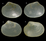 Kurtiella tertia Gofas & Salas, 2016Paratypes from off Mussulo, Angola (A-C, complete shell, left and right valves, 1.00 mm; D: another complete shell viewed from right valve, 1.00 mm)