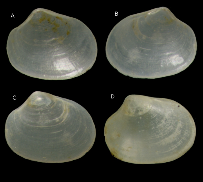 Kurtiella tertia Gofas & Salas, 2016Paratypes from off Mussulo, Angola (A-C, complete shell, left and right valves, 1.00 mm; D: another complete shell viewed from right valve, 1.00 mm) Kurtiella tertia Gofas & Salas, 2016Paratypes from off Mussulo, Angola (A-C, complete shell, left and right valves, 1.00 mm; D: another complete shell viewed from right valve, 1.00 mm)