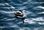 Black-Browed Albatross, author: Eric Woehler