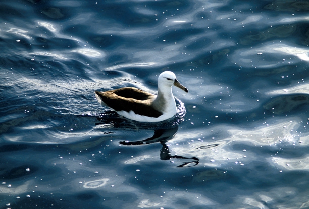 Black-Browed Albatross Black-Browed Albatross