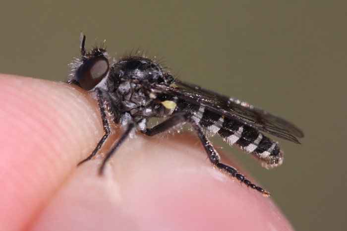 Paraphamartania marvaoensis Mortelmans, Tomasovic & Nagy 2014 Paraphamartania marvaoensis Mortelmans, Tomasovic & Nagy 2014