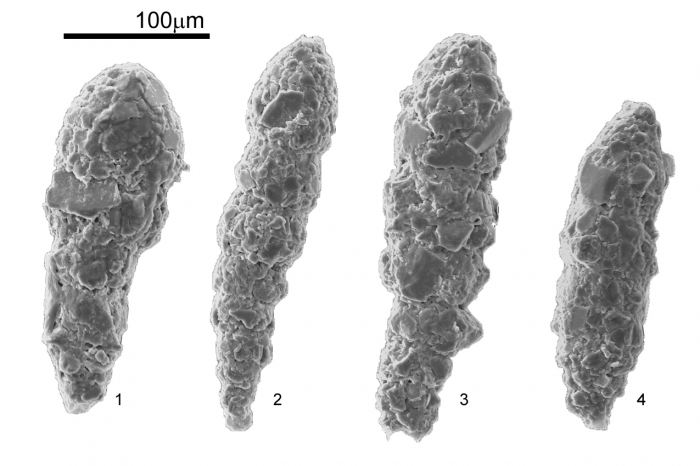 Reophax nana Rhumbler, 1913 Reophax nana Rhumbler, 1913