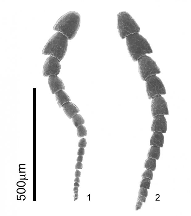 Leptohalysis scottii (Chaster, 1892)