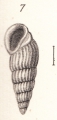 Mollusca (molluscs)