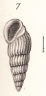 Rissoina funiculata Souverbie in Souverbie & Montrouzier, 1866