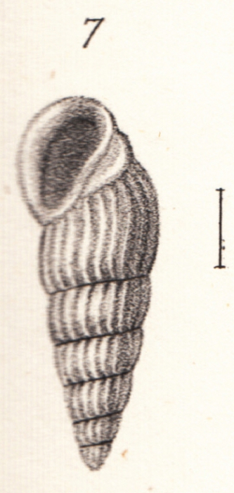 Rissoina funiculata Souverbie in Souverbie & Montrouzier, 1866 Rissoina funiculata Souverbie in Souverbie & Montrouzier, 1866