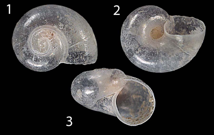 Tomura rubiorolanorum Romani & Sbrana, 2016Holotype from Cape Palinuro (Salerno, Italy), diameter 1.41 mm