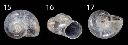 Hyalogyra zibrowii Warén, 1997Specimen from Krk Island (Croatia), diameter 1.30 mm