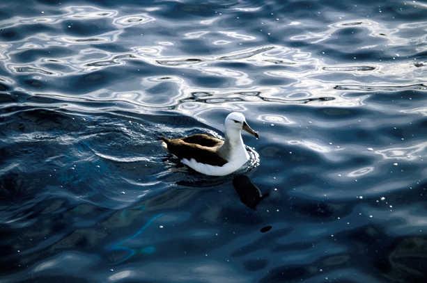 Black-Browed Albatross01