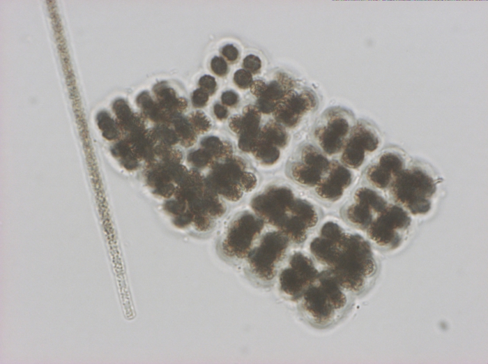 Microcystis viridis 400x