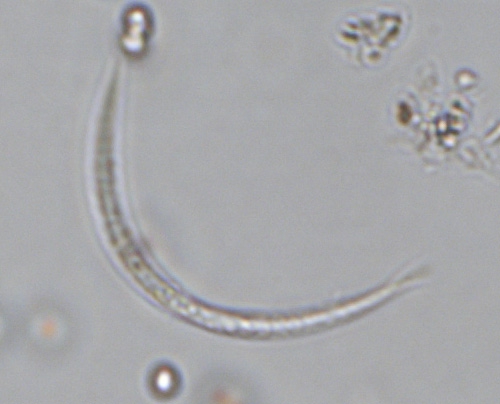 Raphidiopsis curvata Raphidiopsis curvata